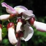 Gliricidia sepium Flower