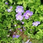 Geranium platypetalumᱵᱟᱦᱟ