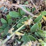 Stachys maritima Leaf