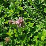Lamium hybridum 花