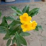 Allamanda catharticaLeaf