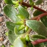 Portulaca oleracea Leaf