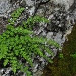 Woodsia alpina Corteza