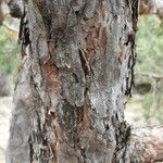 Pinus sylvestris 树皮