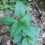 Prunus japonica Feuille