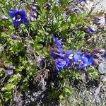 Veronica fruticans Altro
