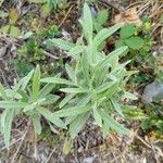 Anaphalis margaritacea Leaf