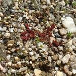 Crassula tillaea Leaf