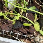 Bacopa monnieri Leaf