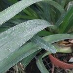 Cymbidium finlaysonianum Leaf