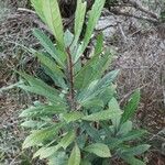 Bocquillonia spicata 整株植物