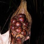 Sclerosperma mannii Frucht