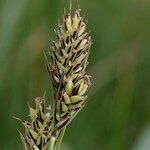 Carex buxbaumii Плід