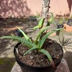 Aloe arborescens葉