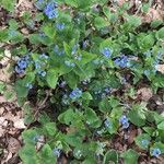 Brunnera macrophylla Blomma