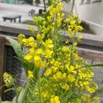 Brassica junceaFlower