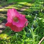 Papaver croceum Flower