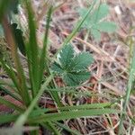 Potentilla gracilis Leaf