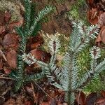 Abies alba Blad