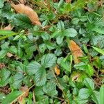 Rubus hispidus Leaf