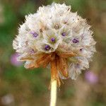 Armeria maritima Frucht