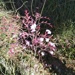 Limonium insigne Flor