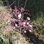 Limonium insigne Flower