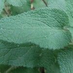 Teucrium scorodonia Lapas