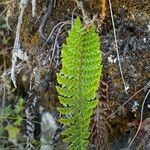 Polystichum ammifolium Frunză