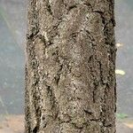 Ginkgo biloba Bark