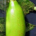 Amphitecna isthmica Tunda