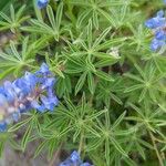 Lupinus argenteus Leaf