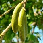 Pongamia pinnata Fruit