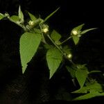 Sida cuspidata Fruto