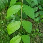 Juglans nigra Leaf