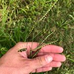 Urochloa eminii Habitus