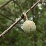 Commiphora mollis Fruto