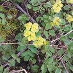 Chrysosplenium alternifolium برگ