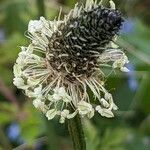 Plantago lanceolata Lorea