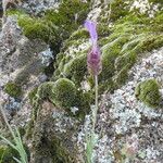 Lavandula pedunculata Flor