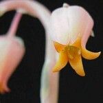 Echeveria lilacina Blüte