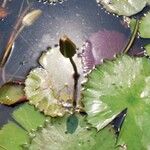 Nymphaea lotus Leaf