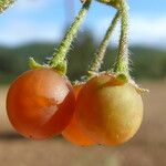 Solanum villosum Fruit