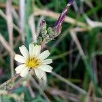 Lactuca saligna Λουλούδι