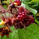 Rubus phoenicolasius Frucht