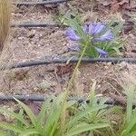 Agapanthus inapertus फूल
