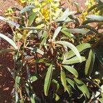 Acridocarpus natalitius Yaprak