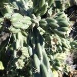 Cylindropuntia imbricata Blatt