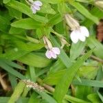 Lindernia dubia Flower