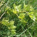 Peucedanum oreoselinum Habit